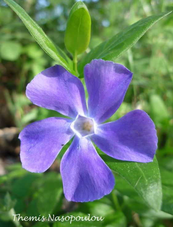 Vinca herbacea?